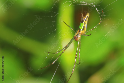 Spider on a spider web with natural green background.