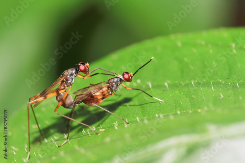 Mating shots of insects © pojvistaimage