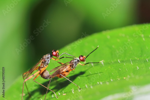 Mating shots of insects