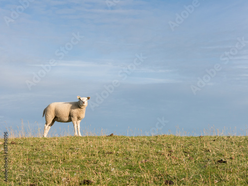 Portrait of sheep on polder dike in Netherlands