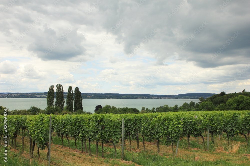 Weinberg am Bodensee bei Birnau