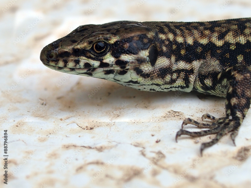 Podarcis muralis, the common wall lizard, take a sunbath on marble background. Podarcis muralis, the common wall lizard, take a sunbath on marble background.