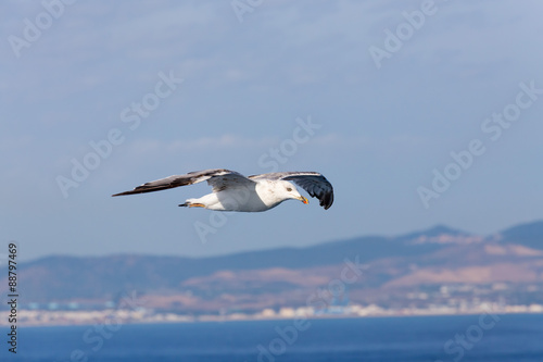 Seagull on blue background at the ocean