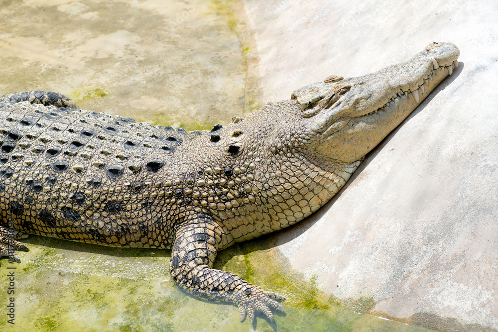 Fototapeta premium Crocodile