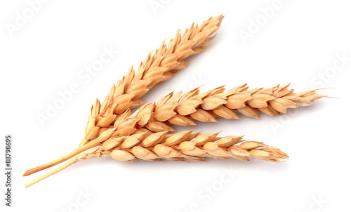 Slika na platnu Wheat isolated