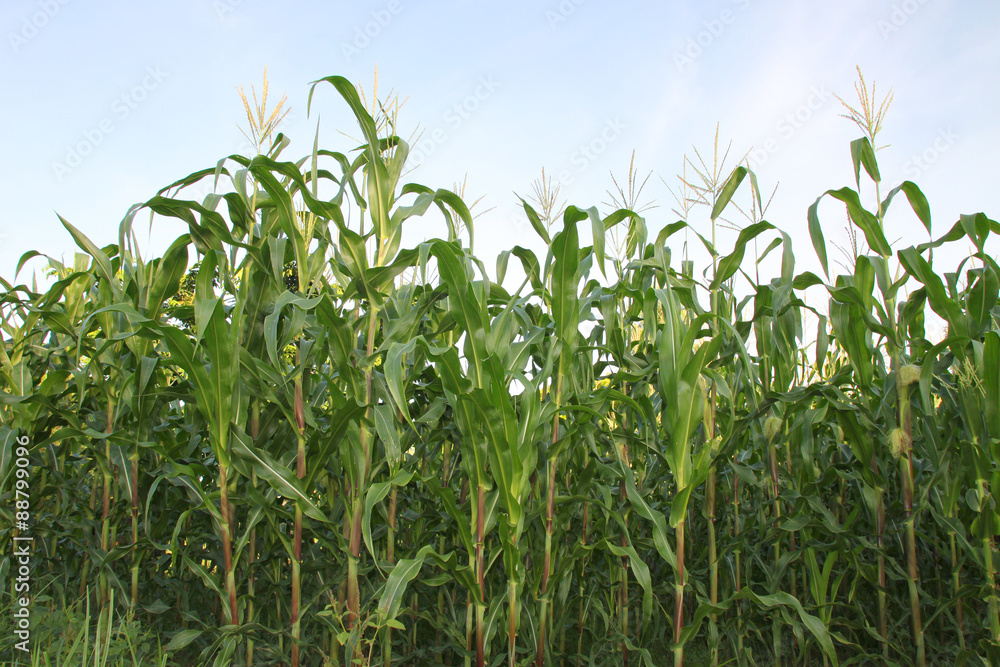 corn plantation corn plantation