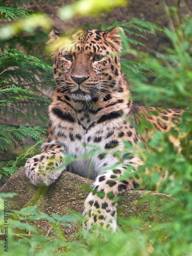 Amur leopard (Panthera pardus orientalis) © dennisjacobsen