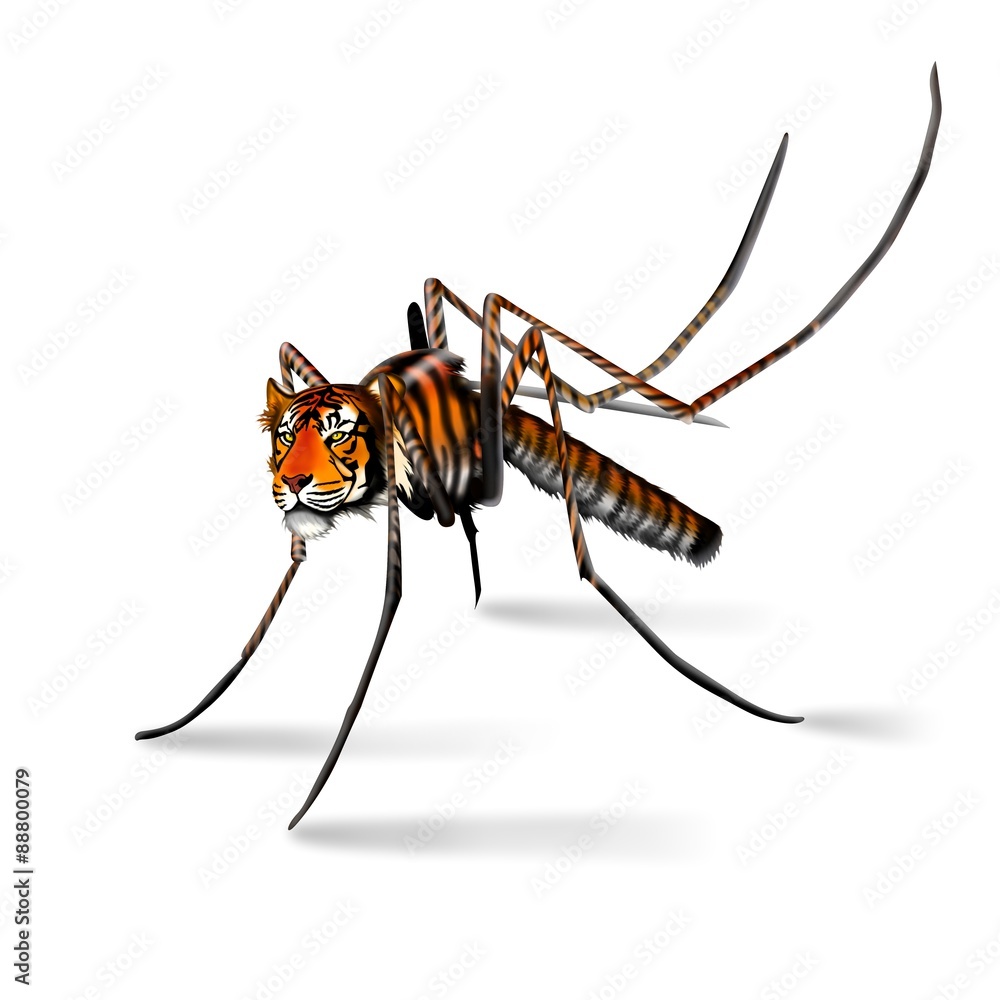 zanzara tigre Stock Illustration | Adobe Stock
