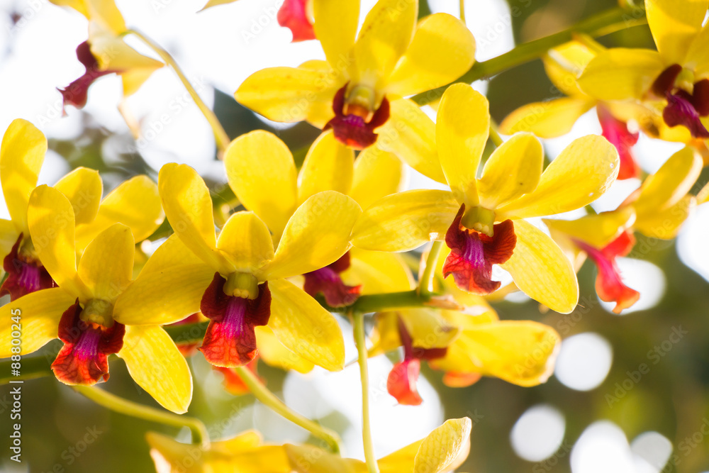 Close-up Yellow Orchids on nature background Close-up Yellow Orchids on nature background