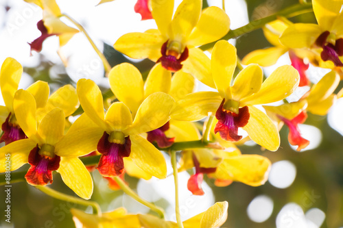 Close-up Yellow Orchids on nature background