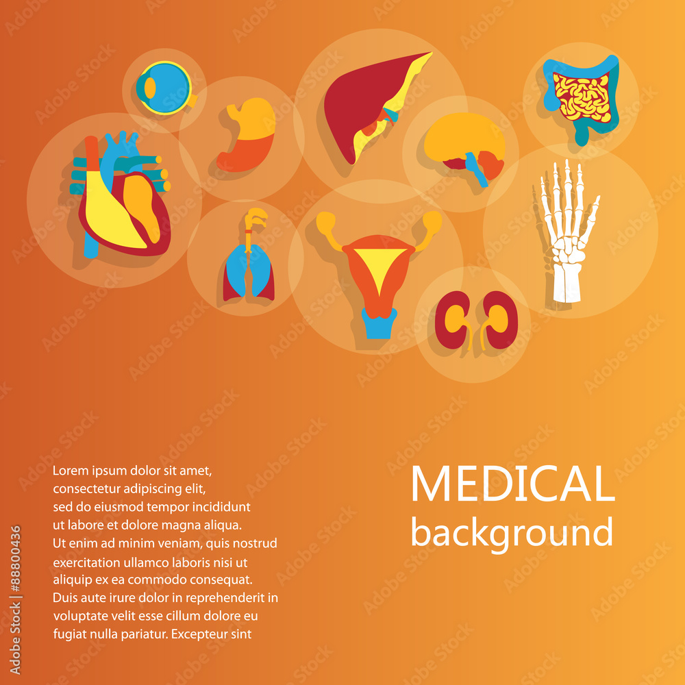 Fototapeta premium Concept of medical background. Human anatomy.