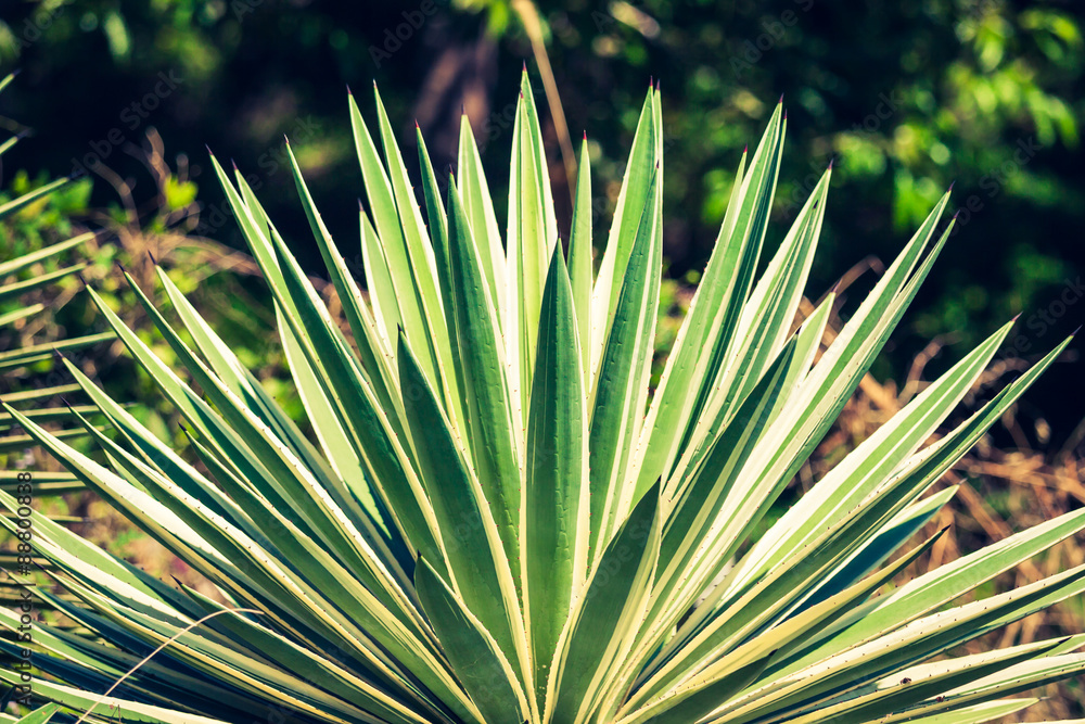 Fototapeta premium Agave by the sea in Thailand