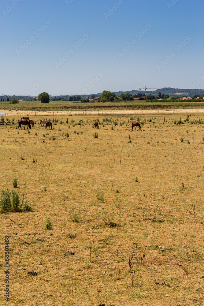 Chevaux dans un champs jaunis par la sècheresse