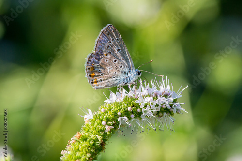 Wallpaper Mural Farfalla su fiore in primo piano e sfondo sfocato Torontodigital.ca