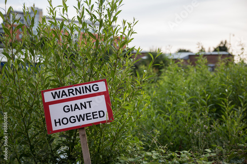 Giant Hogweed