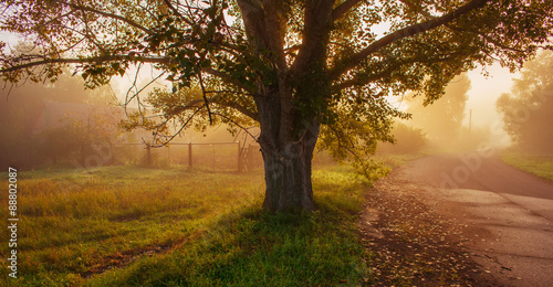 Silhouette of an Old Tree in the Morning Light. Web Banner.