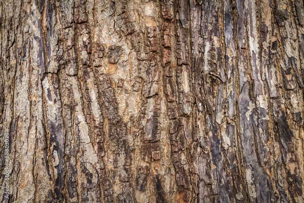 wood texture of tree wood texture of tree