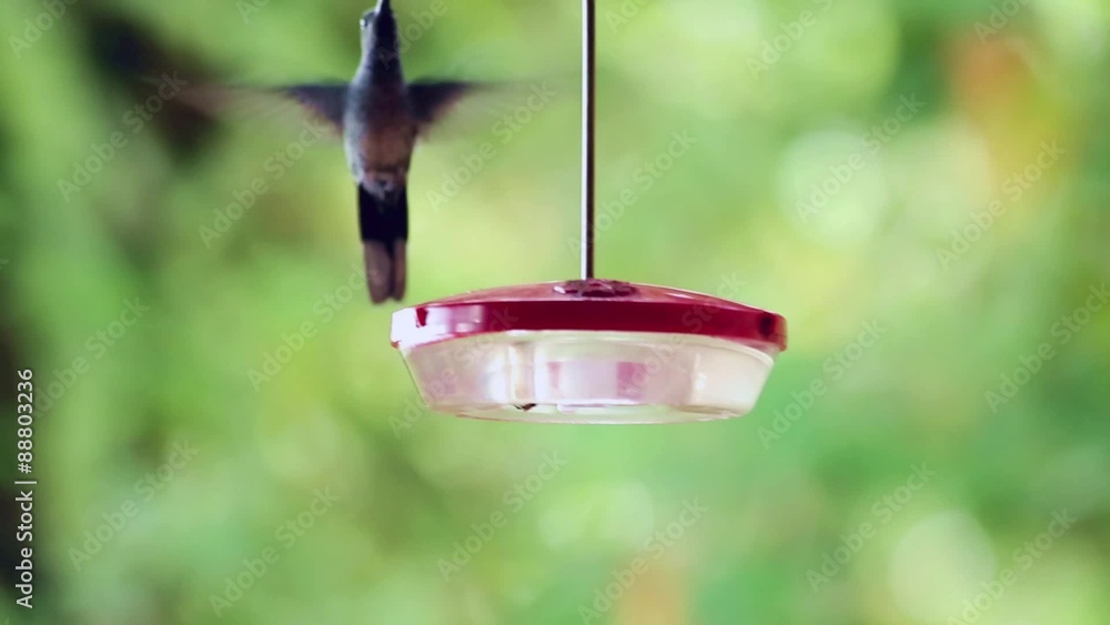 Kolibri trinkt aus einem Behälter mit süßer Flüssigkeit Kolibri trinkt aus einem Behälter mit süßer Flüssigkeit