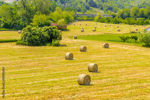 bales of hay on the mown fields photo