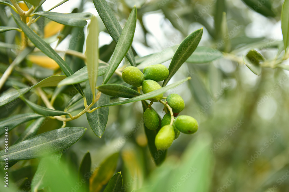 Olive trees garden, mediterranean olive field ready for harvest. Olive trees garden, mediterranean olive field ready for harvest.