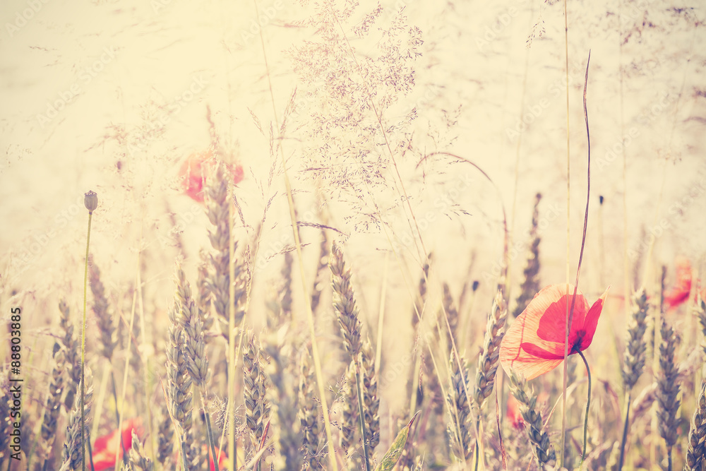 Fototapeta premium Retro rocznik filtrująca dzika łąka z makowymi kwiatami przy wschodem słońca