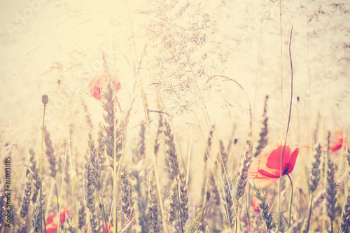 Retro vintage filtered wild meadow with poppy flowers at sunrise