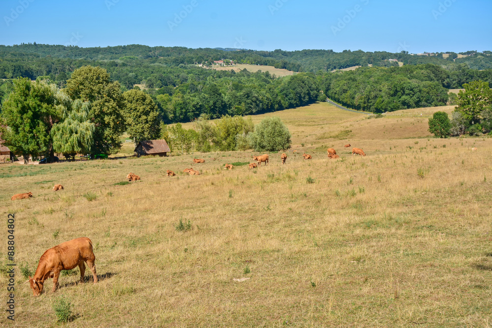 Obraz premium vaches en pâture
