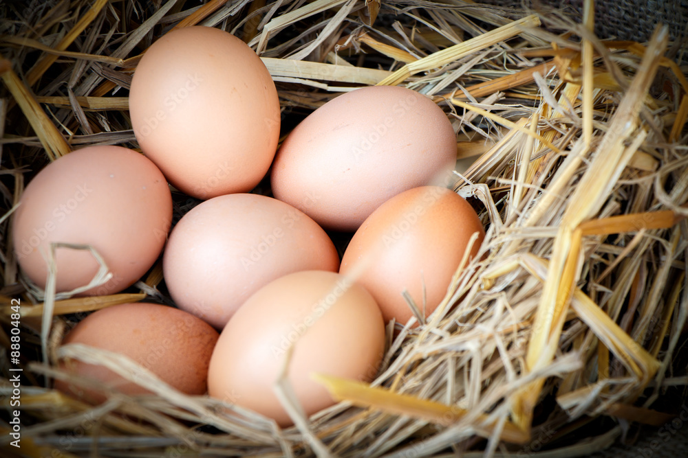 Group of raw eggs put on straw in farm Group of raw eggs put on straw in farm