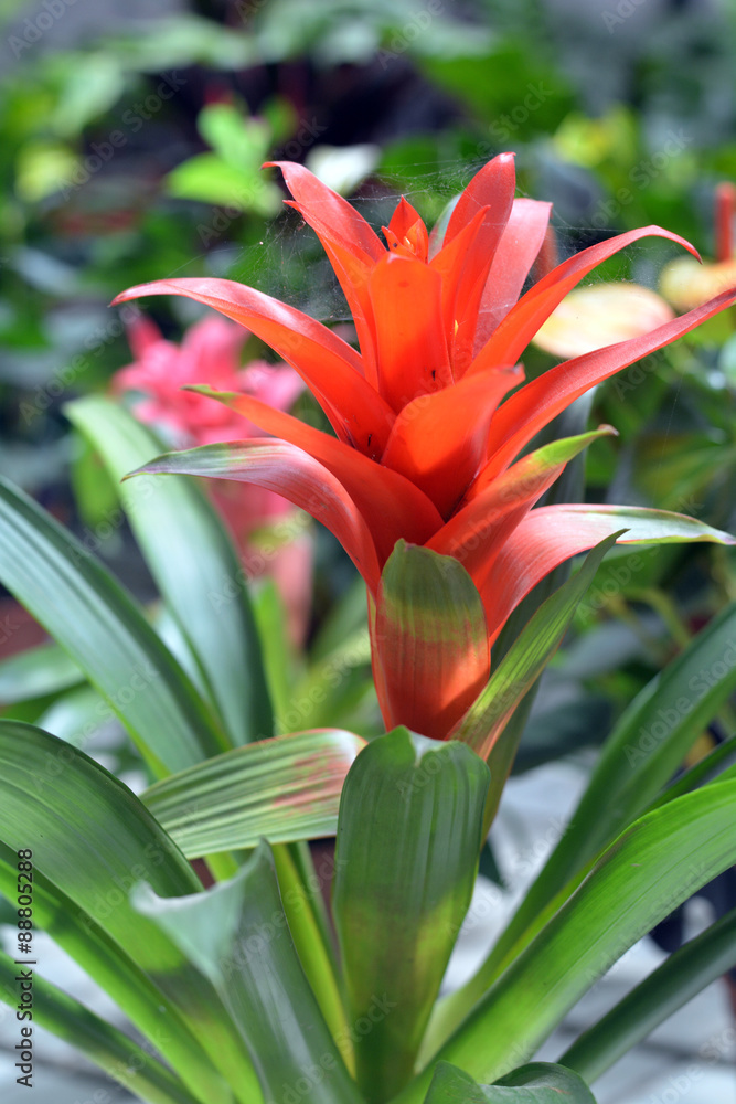 Beautiful tropical flowers on a green background. Fuerteventura. Canary Islands. Spain. Beautiful tropical flowers on a green background. Fuerteventura. Canary Islands. Spain.
