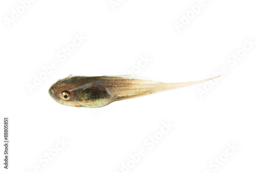 Tadpole isolated on white background. This has clipping path.