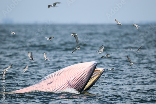 Bryde's whale, Eden's whale in gulf of Thailand