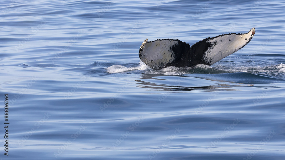 Fototapeta premium Humpback whale's fluke visable off the coast of Knysna, South Africa