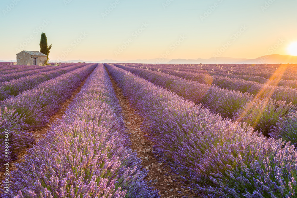 France, Valensole Plateau, Provence, Europe. Lavender field, sunset and flowering