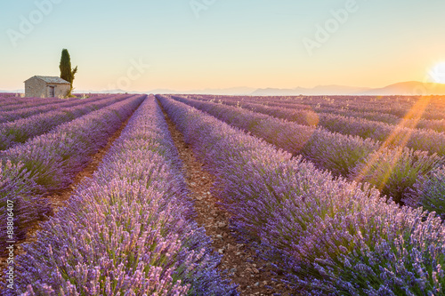 France  Valensole Plateau  Provence  Europe. Lavender field  sunset and flowering
