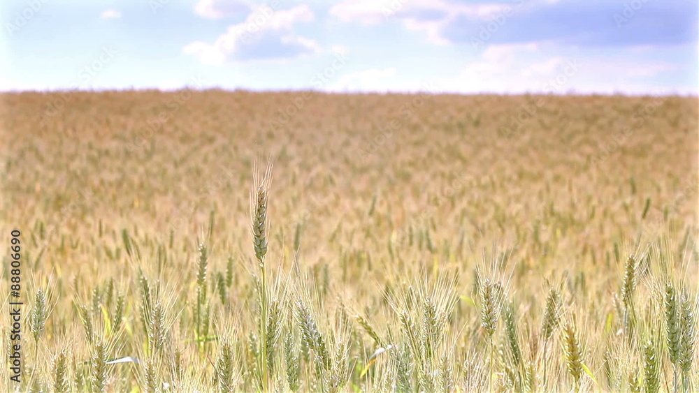 wheat growing in a farm field