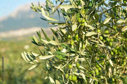 Wallpaper Mural Olive trees garden, mediterranean olive field ready for harvest. Torontodigital.ca