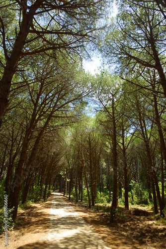 Road in the pine forest