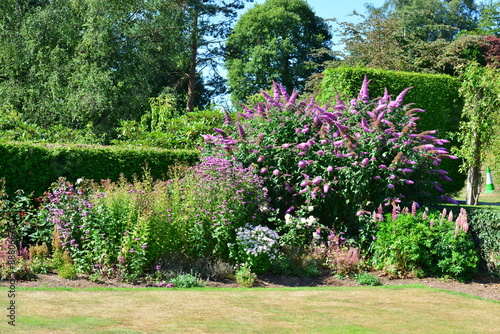 Buddleja shrub at a country estate in England in summertime