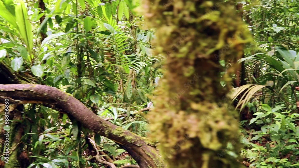 natürlicher wilder Dschungel in Costa Rica natürlicher wilder Dschungel in Costa Rica