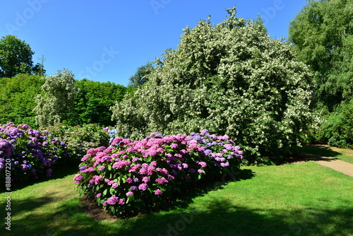 Shrub borders of Hydrangea in an English country garden in August.