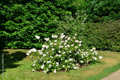 Fototapeta Naklejka Na Ścianę i Meble -  A Iilac shrub at a county estate in England