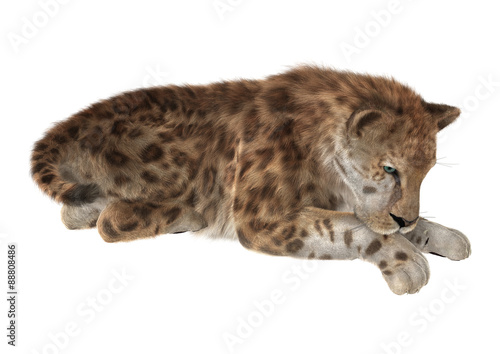 Big Cat Smilodon