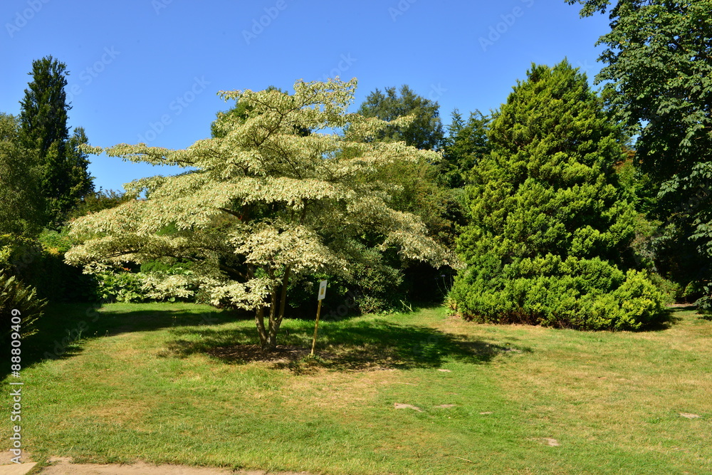 English woodland on a hot summers day in August.