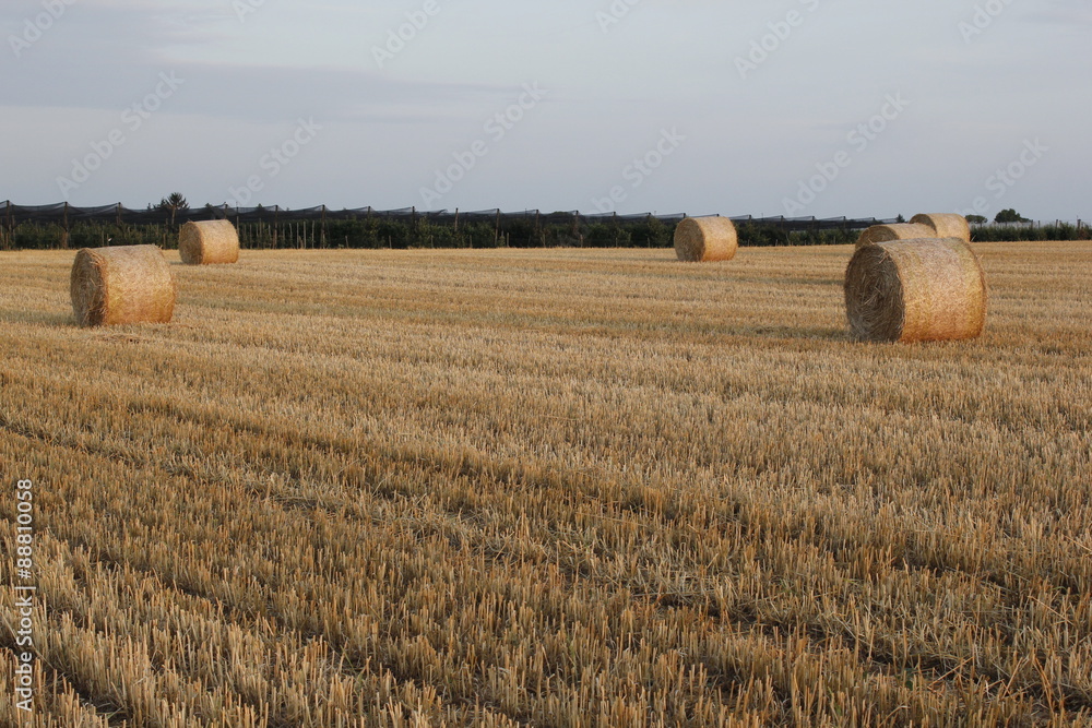 Fototapeta premium straw bales in the sunset