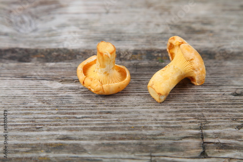 Chanterelles photo