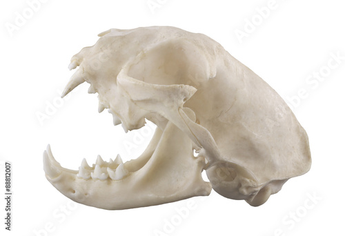 Valokuvatapetti Cat skull isolated on a white background. Focus on full depth.