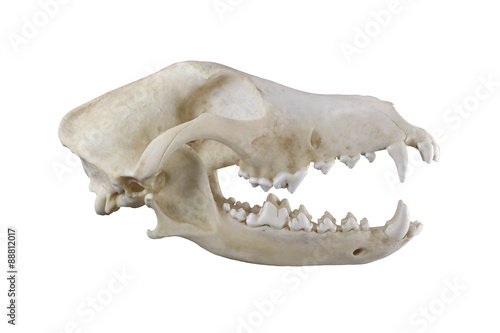 Skull of dog breed the fox terrier lateral view isolated on a white background. Focus on full depth. Sharp isolation of object.