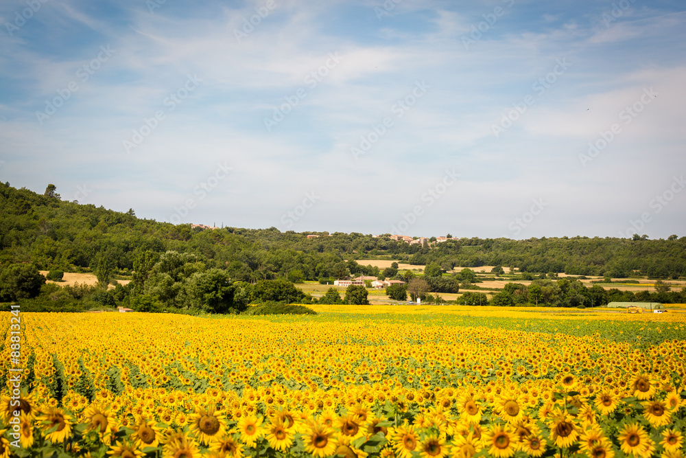 France, Provence, Valensole Plateau, sunflowers field during summer, flowering