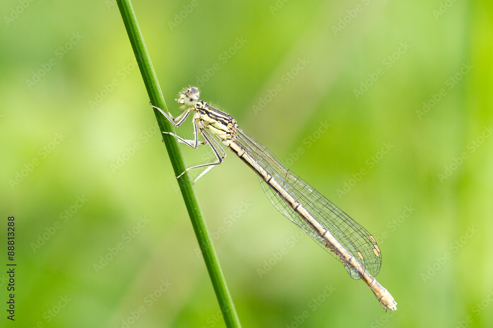 Libelle Libelle