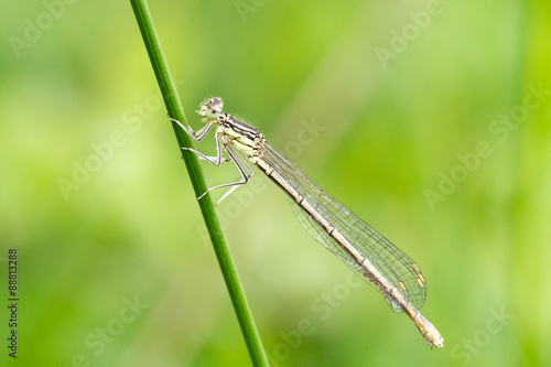 Libelle © waechter-media.de